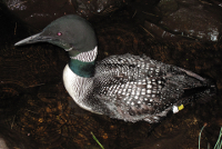 Link to full resolution common loon jpeg