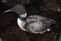 Common Loon thumbnail