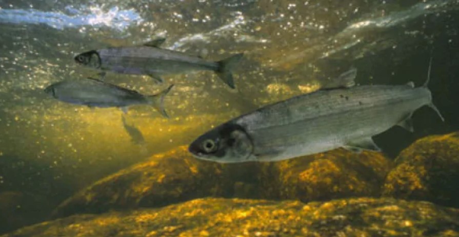 Three silvery whitefish swim in green-yellow water with algae-covered rocks at bottom
