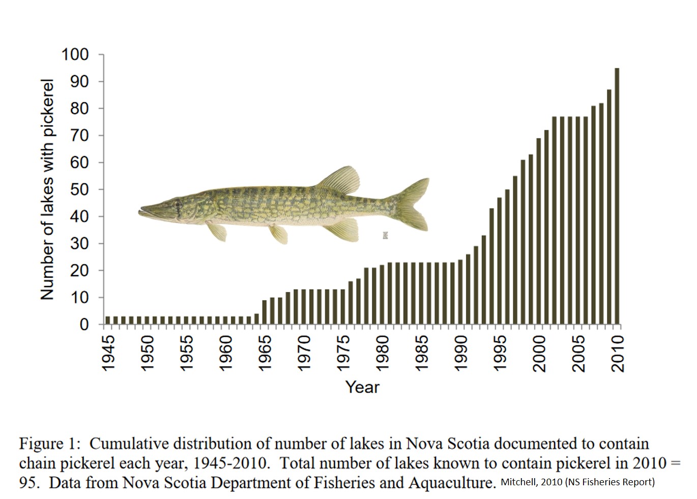 A graph from Mitchell et al (2010) showing the number of lakes with chain pickerel since 1940s, increasing to over 100 lakes in 2010.