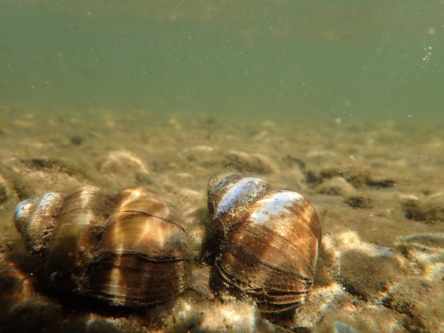 Two brown CMS snail shells on a pebbly substract under water, water is green with algae.