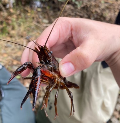 A hand holding a freshwater crayfish