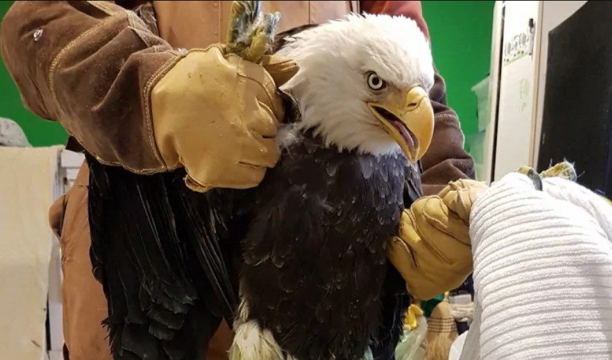 An injured bald eagle with white head is being held by a person wearing thick leather gloves as another set of hands attempt to put a towel around its claws.