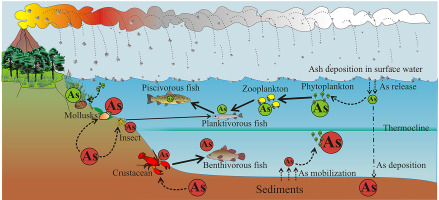 Graphical abstract showing pathways of As from volcano to lake food web