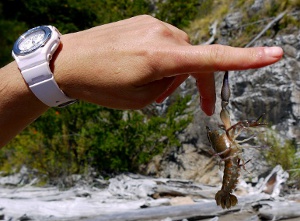 Nahuel Huapi Crayfish