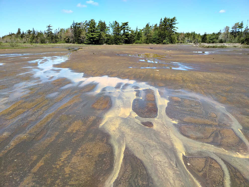 A sandy barren ground with light brown water runoff leading to a row of conifers in the background