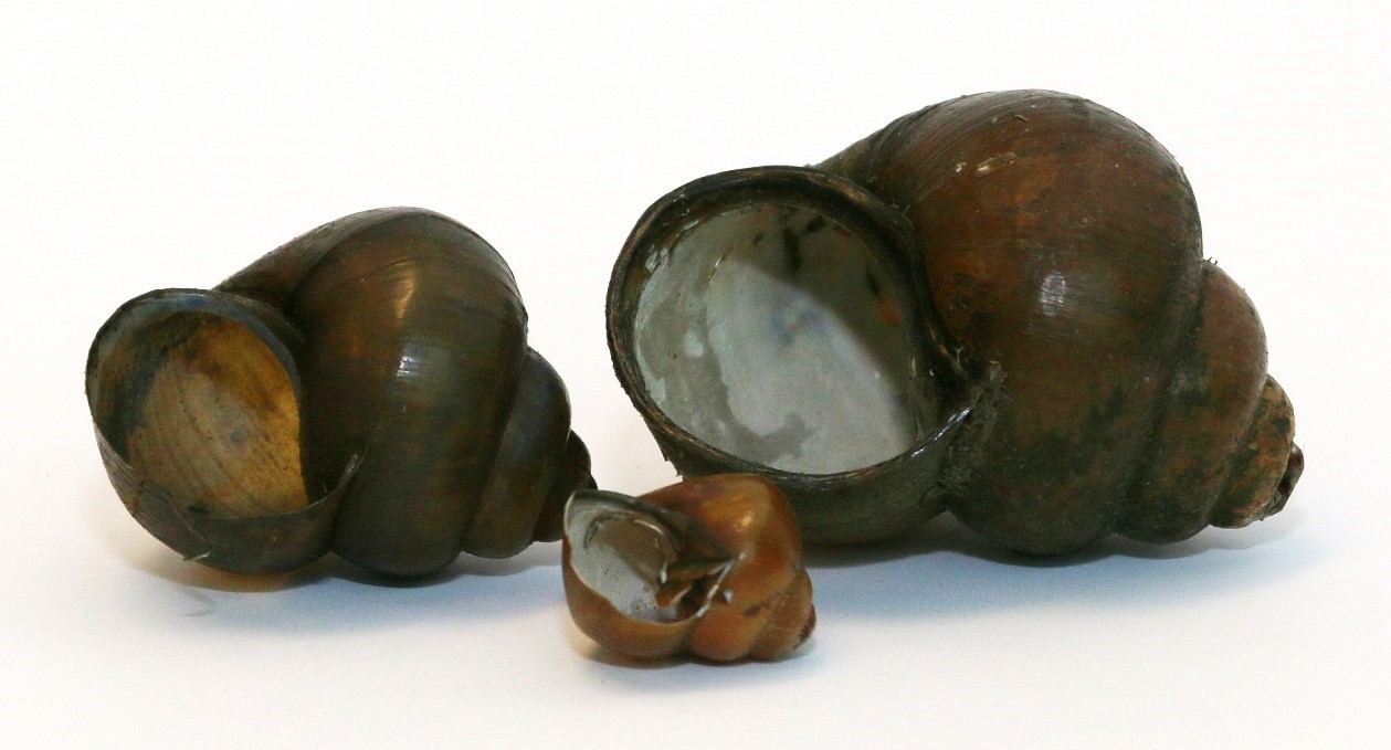 Three snail shells of different sizes.