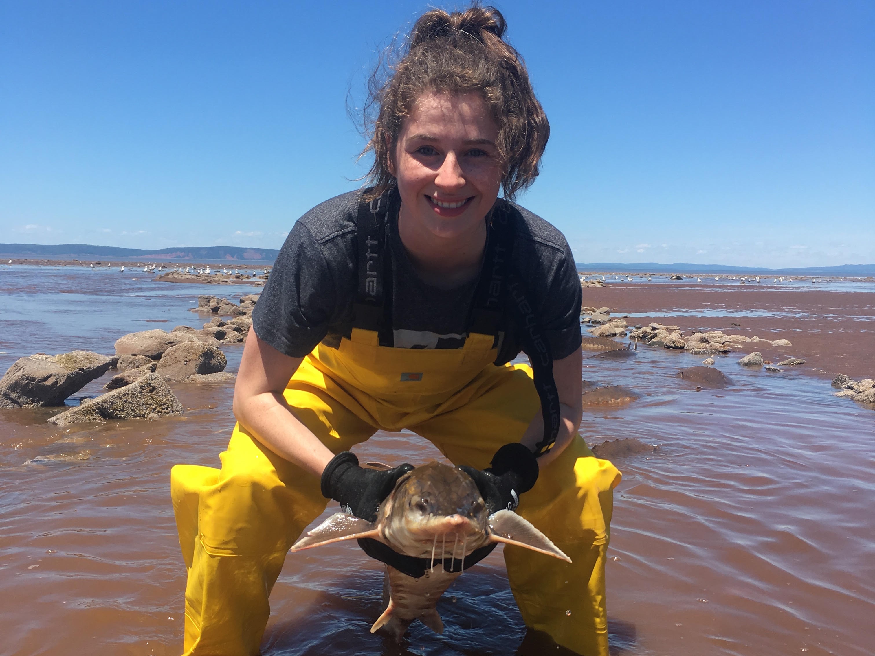 Anna in yellow waterproofs holding up a sturgeon fish in Bay of Fundy setting