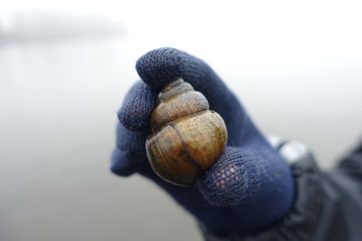 A large Chinese mystery snail being held in a blue-gloved hand on a misty day