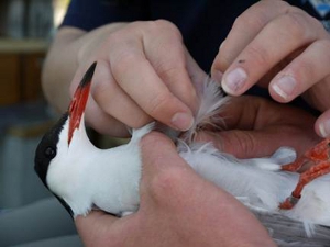 Sampling feathers from a common tern