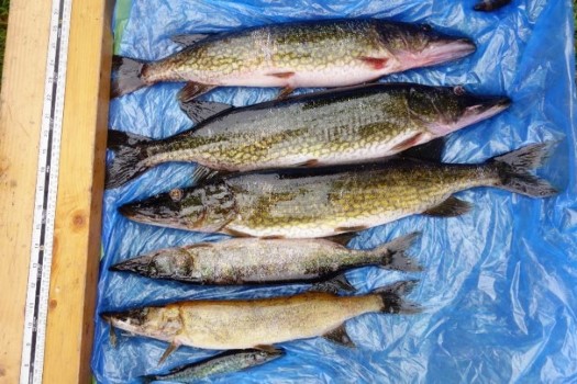 A row of freshly caught chain pickerel of different sizes on a blue plastic tarp