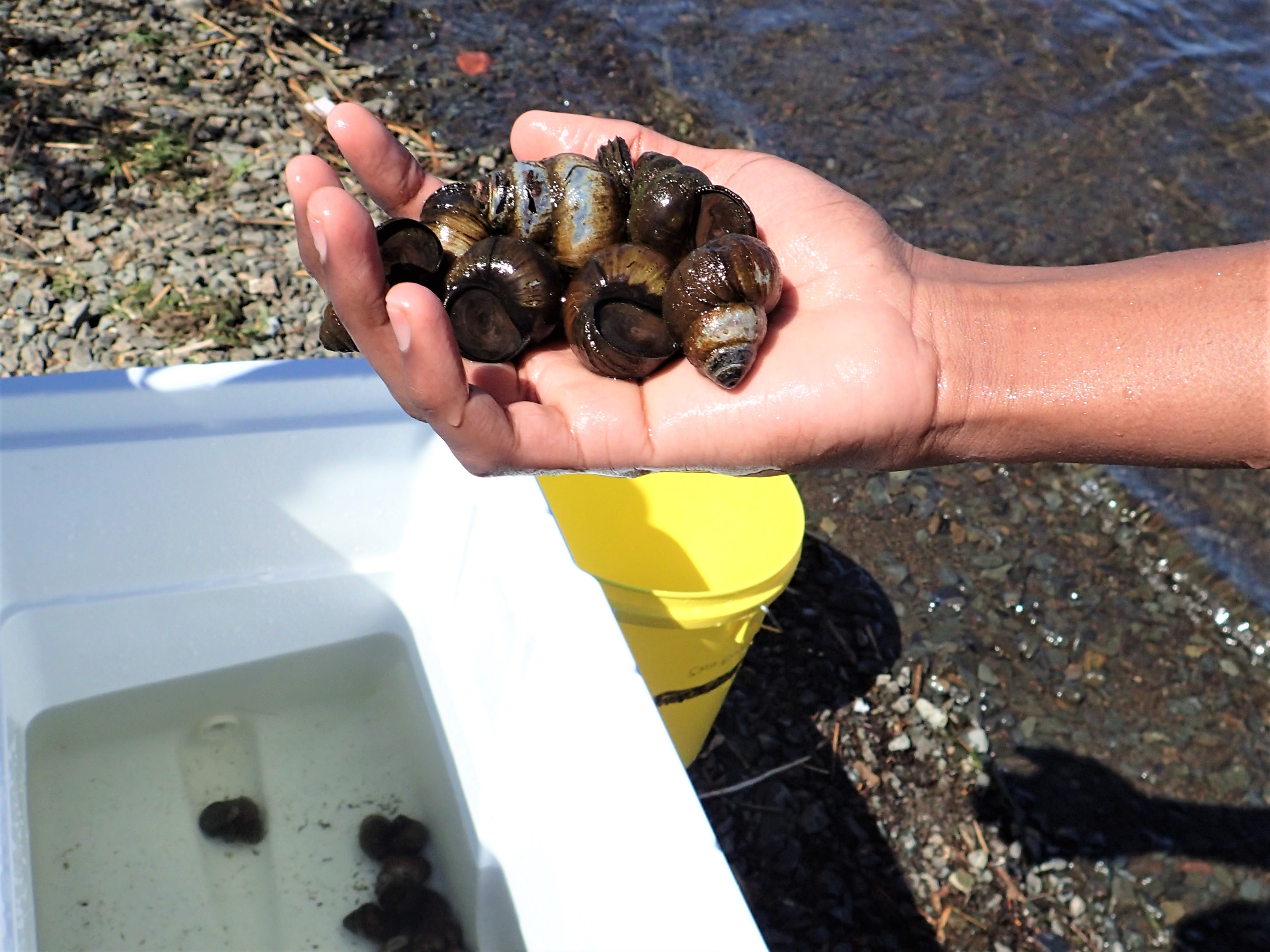 A hand holding a number of large Chinese mystery snails recently collected from a lake. In the backgroud is a white cooler full of water and snails with a yellow collecting bucket.