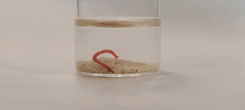 Animated GIF of a little red chironomid "worm" trying to dig into some sand in a clear glass vial