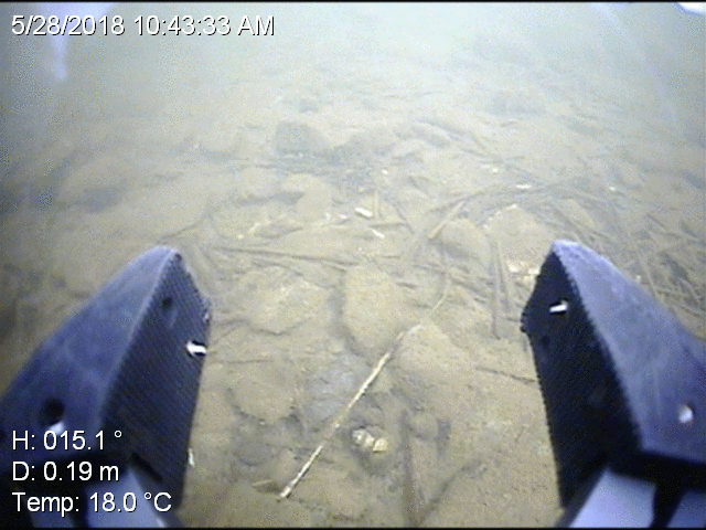 Underwater vehicle robot arm picking up a large Chinese mystery snail from lake sediments