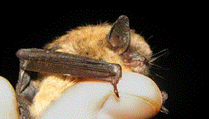 Little Brown Bat on a thumb