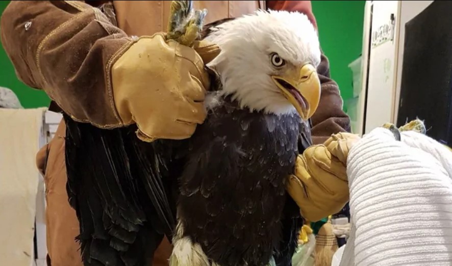 An injured bald eagle with white head is being held by a person wearing thick leather gloves as another set of hands attempt to put a towel around its claws.