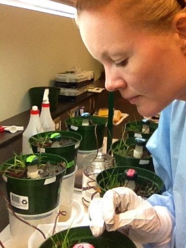 Dr. Chapman wearing a blue lab coat working on small pots of plant seedlings as a part of the published experiment.