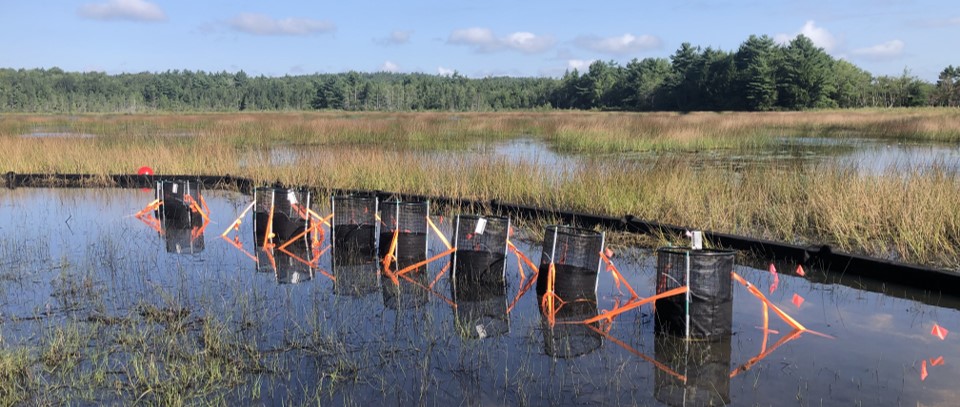A series of black mesh cylinders inserted in a wetland with guy lines surrounded by a silt curtain.
