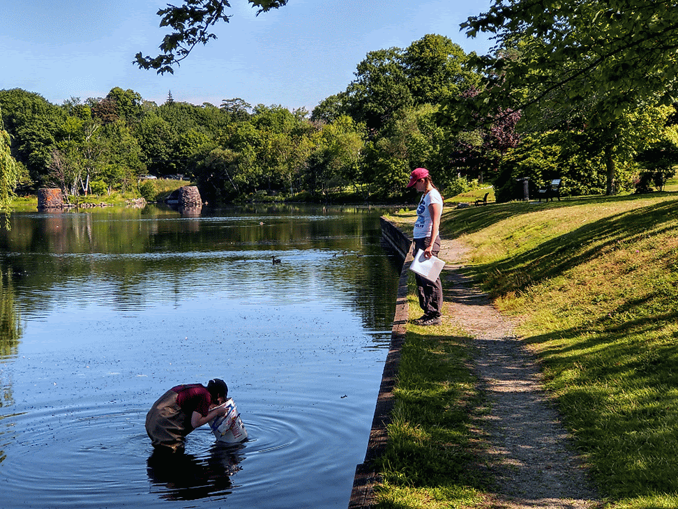 Animated GIF of Meghan looking for snails in Sullivan Pond while Sarah takes notes.