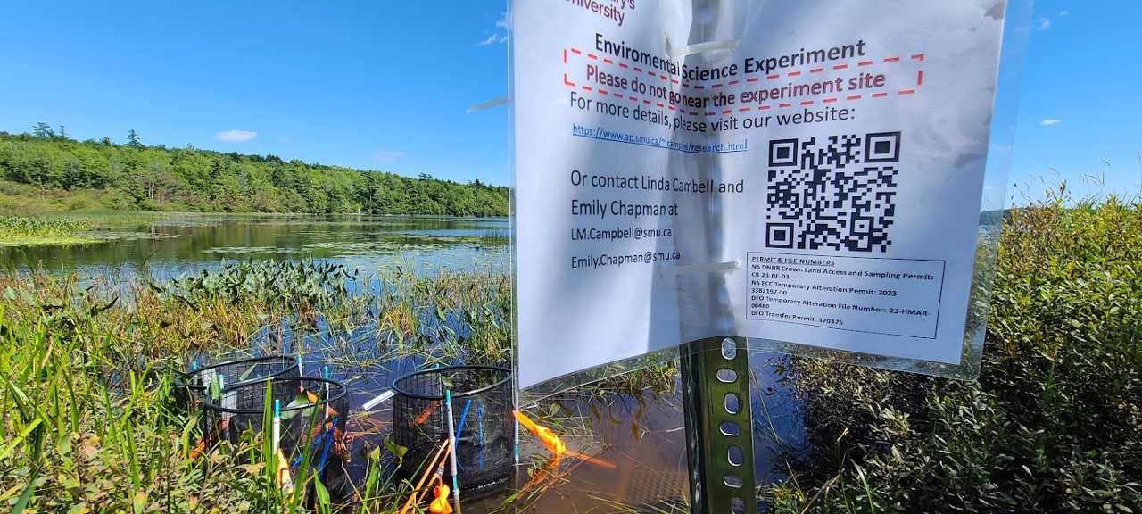 Lakeside with green pickerelweed, black mesh mesocosms and a sign with a QR code linking to this website.