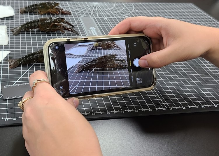 3 crayfish on a gridded background, with two hands holding a phone taking a photo