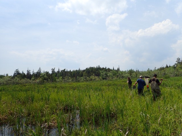 Three people walking through a wetland