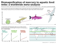 Biomagnification infographic